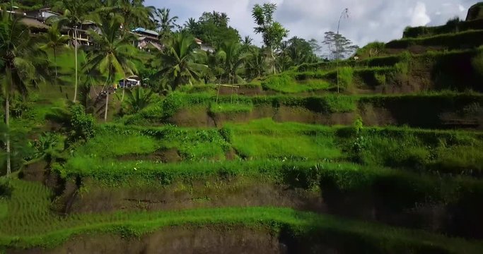 Hillside with rice farming. World's most beautiful landscapes in nature. Typical Asian green cascade rice field terraces paddies. Ubud. Bali. Indonesia. Same as Guillin. China. Drone aerial view.