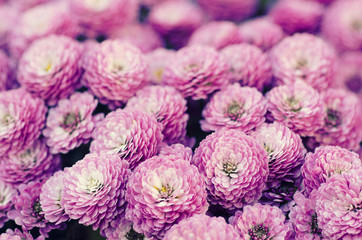 Pink chrysanthemum flowers macro image, floral vintage background - obrazy, fototapety, plakaty