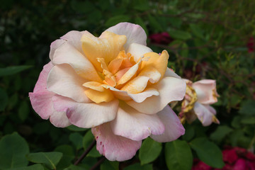 Macro di una rosa dai colori pastello
