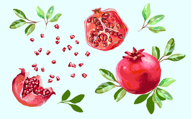 Pomegranate set with leaves , half pomegranate and seeds splash food design. Isolated pomegranate elements on light background vector illustration