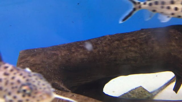 Welse im Aquarium