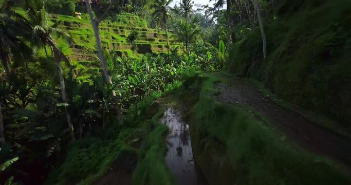 Hillside with rice farming. World's most beautiful landscapes in nature. Typical Asian green cascade rice field terraces paddies. Ubud. Bali. Indonesia. Same as Guillin. China. Drone aerial view.