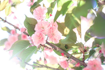 Cherry blossoms over blurred nature background.