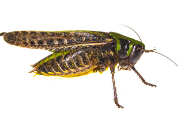 locust isolated on white background