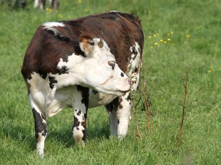 vaches normandes dans le Cotentin, Manche, Normandie