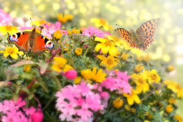 Schmetterling 528 © K.-U. Häßler