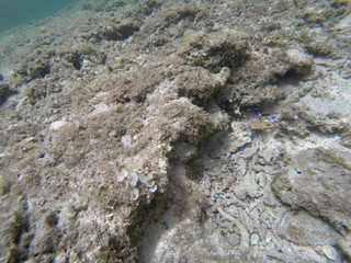 undersea view japan zamami