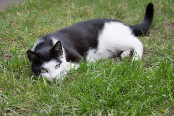 Young, playful black and white cat with a black collar lying on grass and looking in the camera