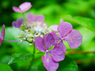 pink and white flowers