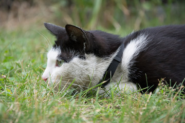 Fototapeta premium Young, playful black and white cat with a black collar lying in grass, hunting something