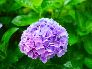 purple hydrangea flower