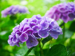 flowers in the garden