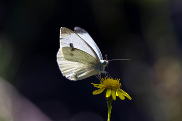 Papillon butinant/Butterfly
