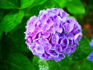 blue hydrangea flower