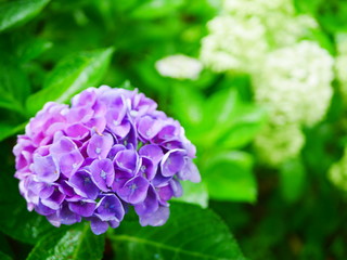 blue hydrangea flowers