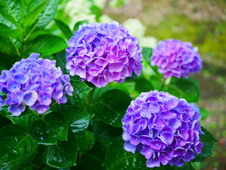Fototapeta premium blue hydrangea flowers