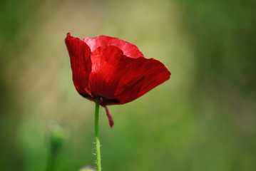 Red poppy flowers blooming in the green grass field, floral natural spring background, can be used as image for remembrance and reconciliation day