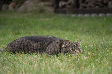 Striped, grey tabby cat lying in grass, watching something, lurking, hunting