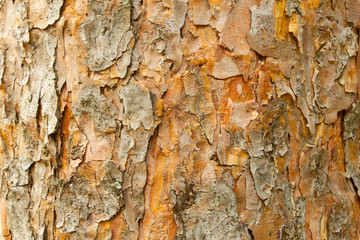 Pine bark close up. The texture, backdrop or background of the tree trunk. Skin nature of the forest.