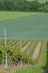 Vignes dans les collines de Suisse, Europe.