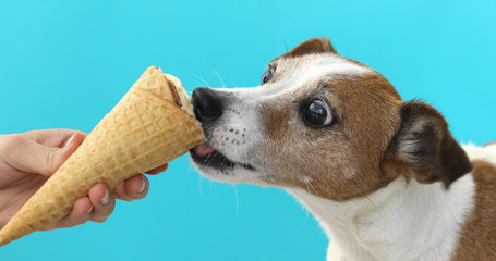 Portrait nice dog dog eating ice cream on a cone waffle . Jack Russell Terrier crop on blue...