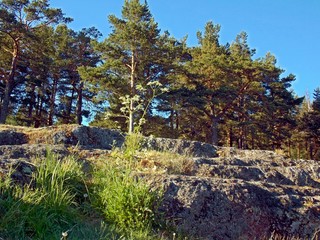 forest