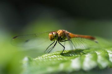 Sympetrum sanguineum – Sympétrum sanguin