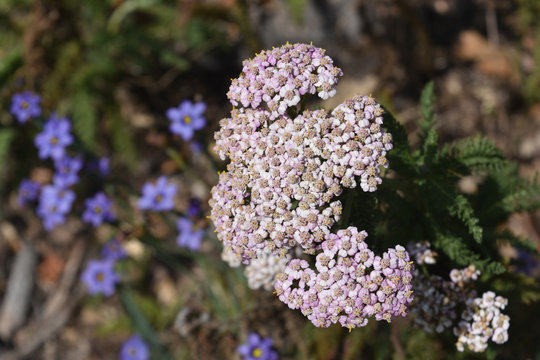 Beautiful close up photo of pink seedum flowers