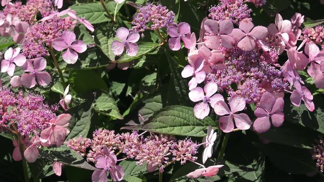 Inflorescence of a hydrangea with rare flowers in pink tones