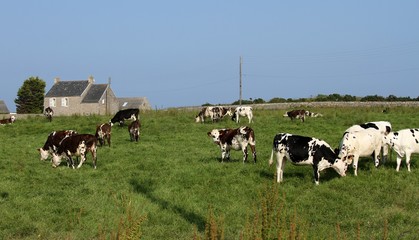 vaches normandes dans le Cotentin, Manche, Normandie