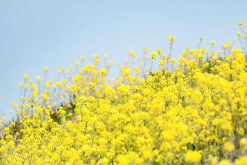 春のナノハナ畑