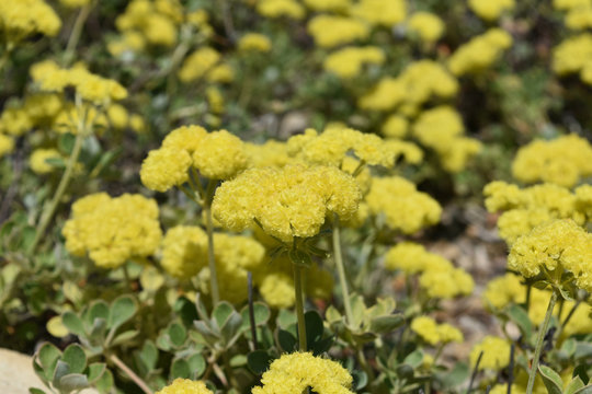 Beautiful yellow succulent flower in a wild garden