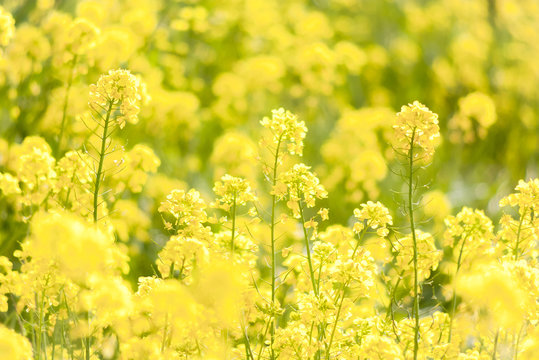 春のナノハナ畑