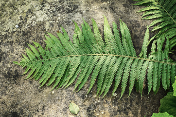 Green summer fern leaf on the gray stone background, vintage hipster image