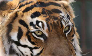 トラ　虎　インドトラ　虎の顔　虎のアップ顔