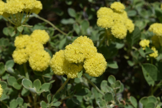 Beautiful garden with a lot of seedum flowers