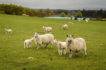 Scottosh sheep, Scotland Great Britain