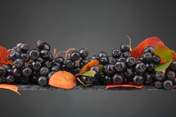 Black chokeberry with autumn leaves.