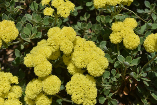 Stunning yellow flowers in a warm sunny day
