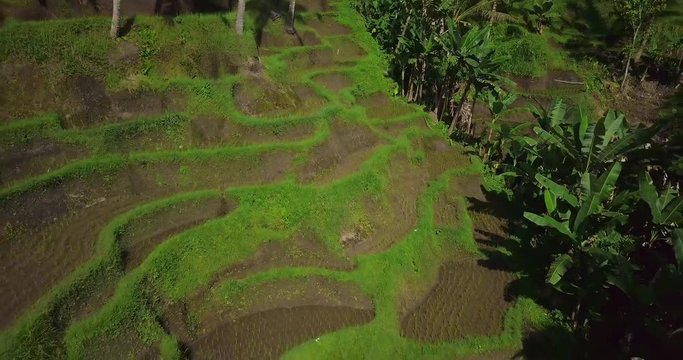 Hillside with rice farming. World's most beautiful landscapes in nature. Typical Asian green cascade rice field terraces paddies. Ubud. Bali. Indonesia. Same as Guillin. China. Drone aerial view.