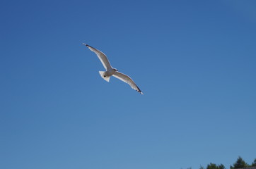 A seagull flying with only blue sky around