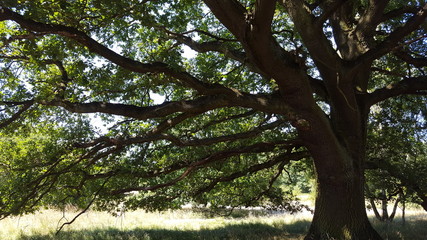 Baum