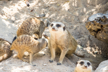 View of meerkat