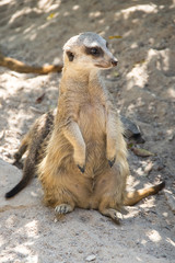 View of meerkats