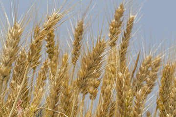 ripe ears of rye