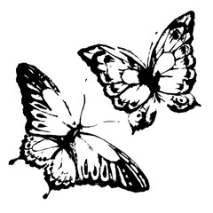 black butterfly, isolated on a white - 212058777