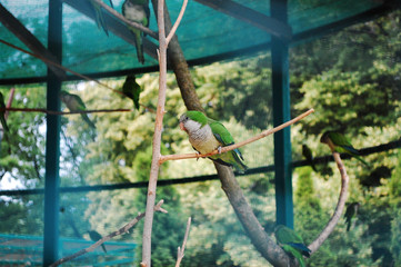 Myiopsitta monachus, monk parakeet, Quaker parrot, Myiopsitta