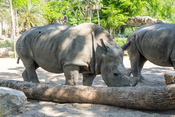 Fototapeta premium View of rhinoceros