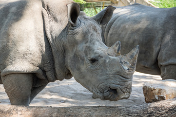 Obraz premium View of rhinoceros