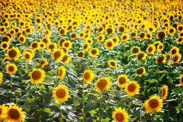 Beautiful field of sunflowers. Rural landscapes under bright sunlight. Background of ripening sunflower. Rich harvest.